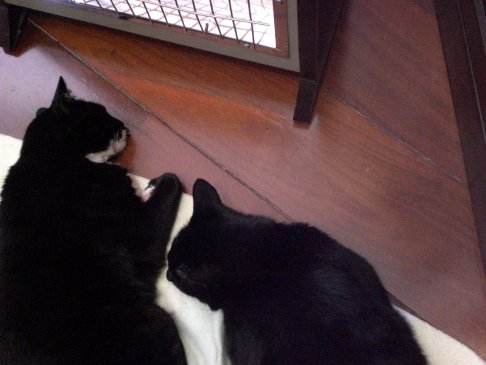 Picture of a cat / kitten / feline