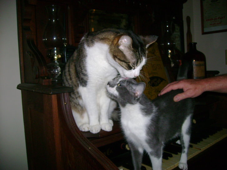 Picture of a cat / kitten / feline