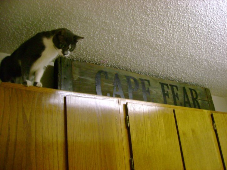 Picture of a cat / kitten / feline