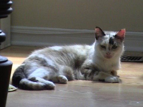 Picture of a cat / kitten / feline