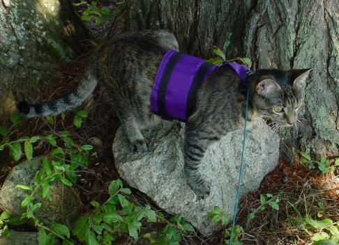 Picture of a cat / kitten / feline