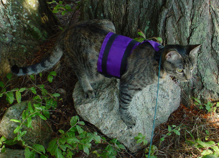 Picture of a cat / kitten / feline