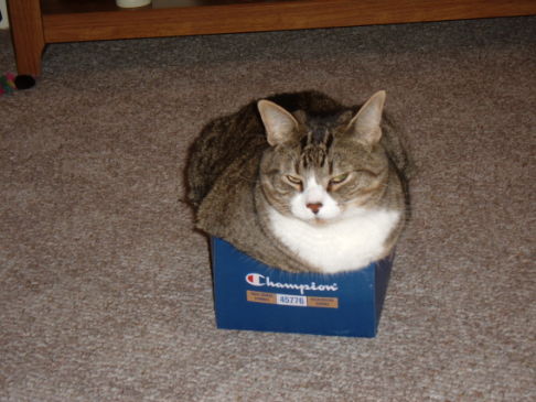 Picture of a cat / kitten / feline