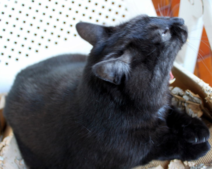 Picture of a cat / kitten / feline