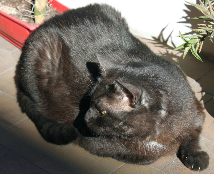 Picture of a cat / kitten / feline