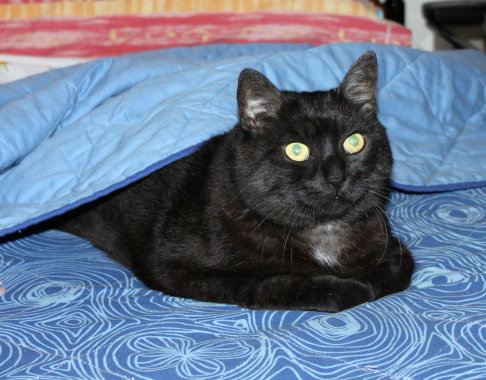 Picture of a cat / kitten / feline