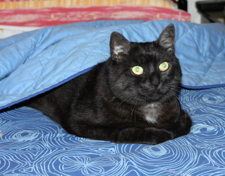 Picture of a cat / kitten / feline