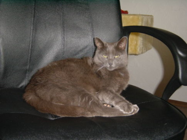 Picture of a cat / kitten / feline