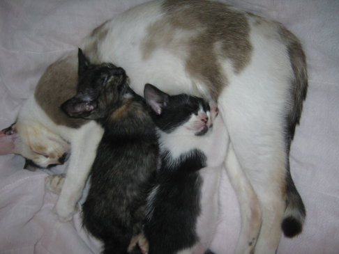 Picture of a cat / kitten / feline