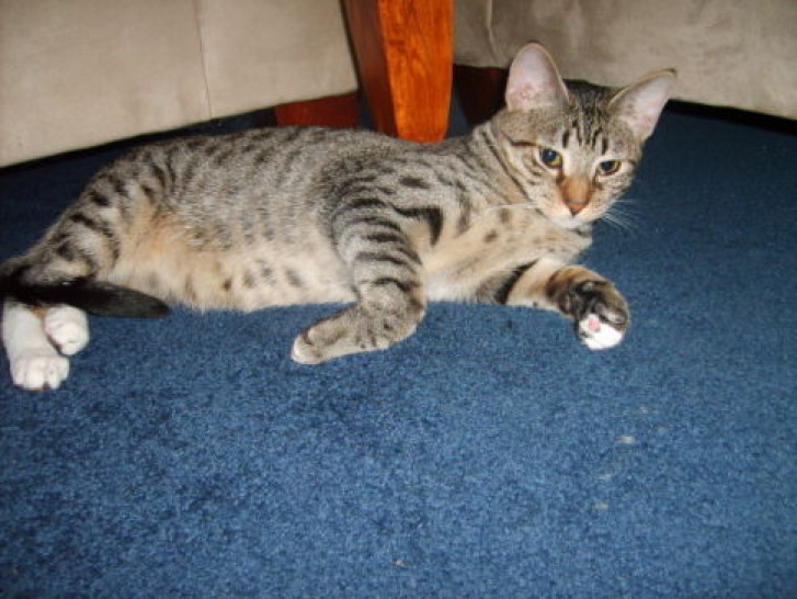 Picture of a cat / kitten / feline