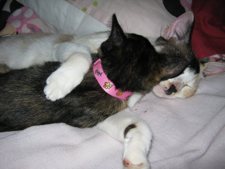 Picture of a cat / kitten / feline