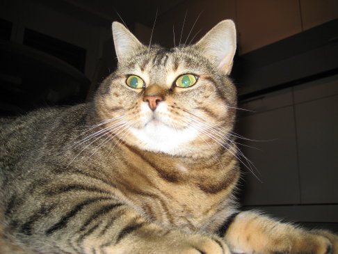 Picture of a cat / kitten / feline