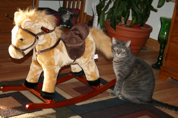 Picture of a cat / kitten / feline