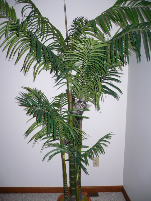 Picture of a cat / kitten / feline