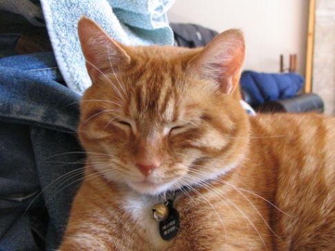 Picture of a cat / kitten / feline