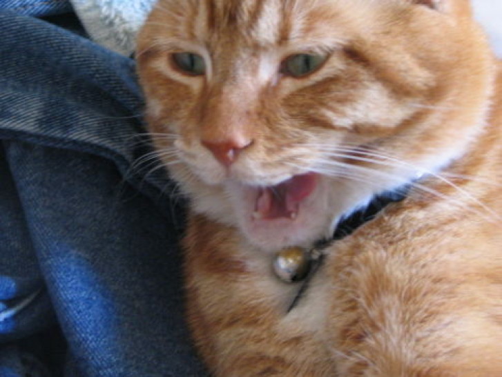 Picture of a cat / kitten / feline