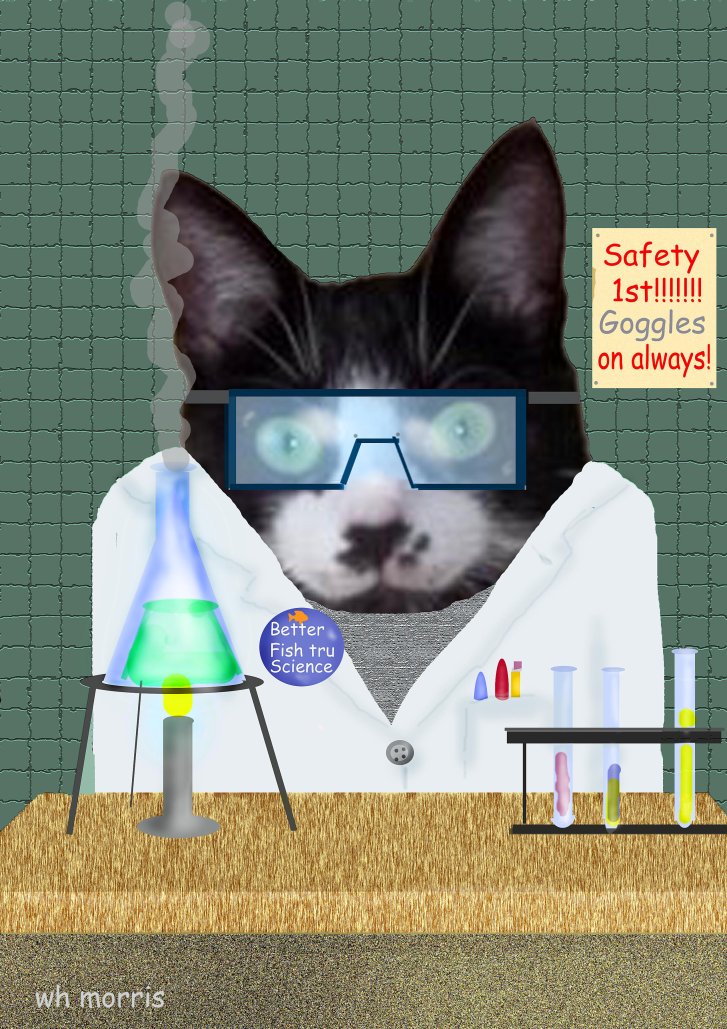 Picture of a cat / kitten / feline