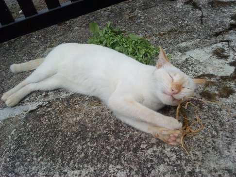 Picture of a cat / kitten / feline