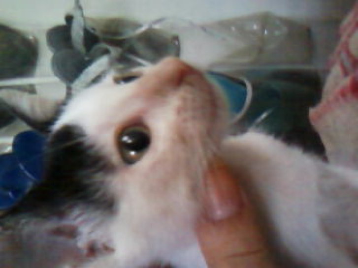 Picture of a cat / kitten / feline