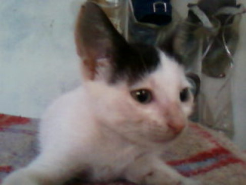 Picture of a cat / kitten / feline