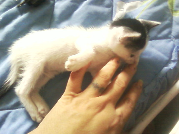 Picture of a cat / kitten / feline