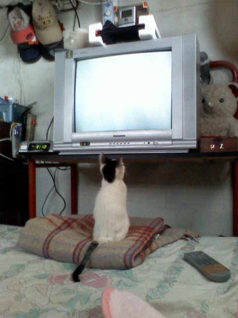 Picture of a cat / kitten / feline