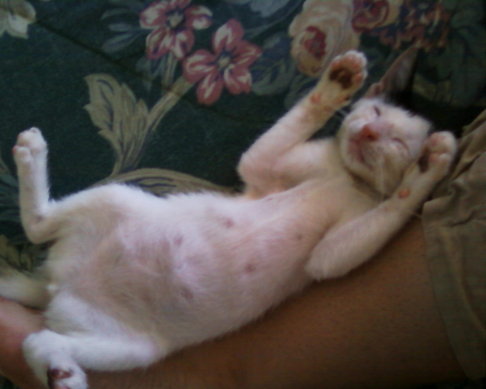 Picture of a cat / kitten / feline