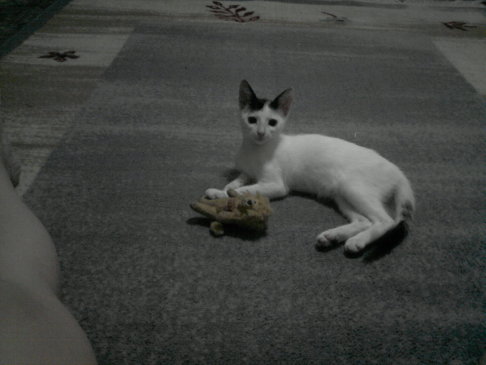 Picture of a cat / kitten / feline