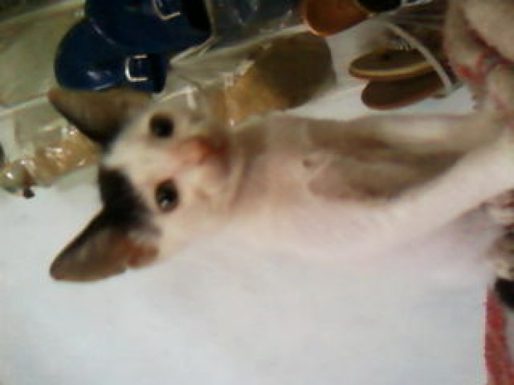 Picture of a cat / kitten / feline