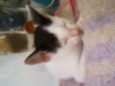 Picture of a cat / kitten / feline