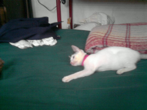 Picture of a cat / kitten / feline