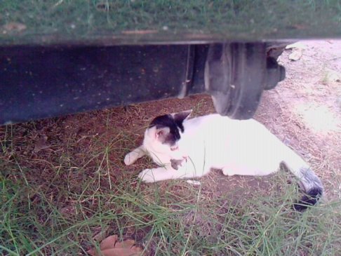 Picture of a cat / kitten / feline