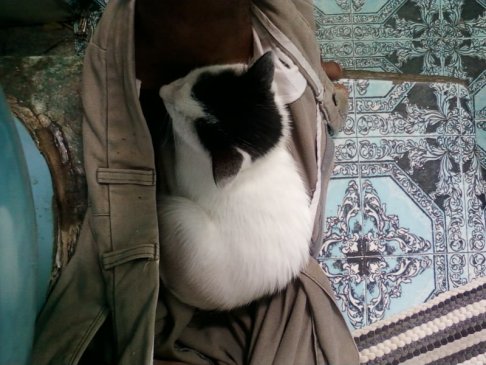 Picture of a cat / kitten / feline