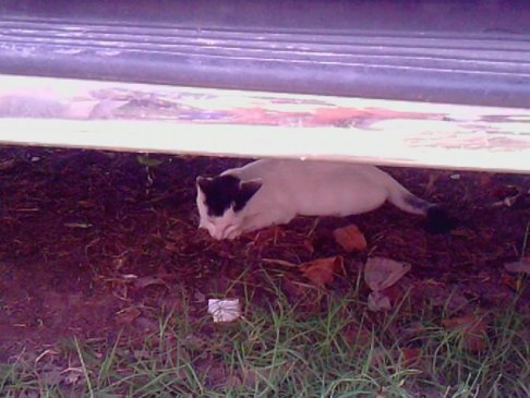 Picture of a cat / kitten / feline