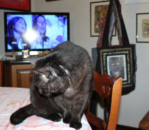 Picture of a cat / kitten / feline