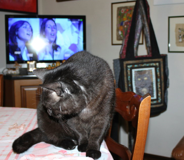 Picture of a cat / kitten / feline