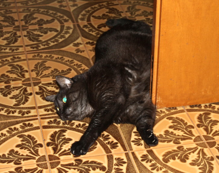 Picture of a cat / kitten / feline