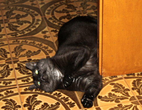 Picture of a cat / kitten / feline