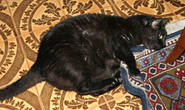 Picture of a cat / kitten / feline