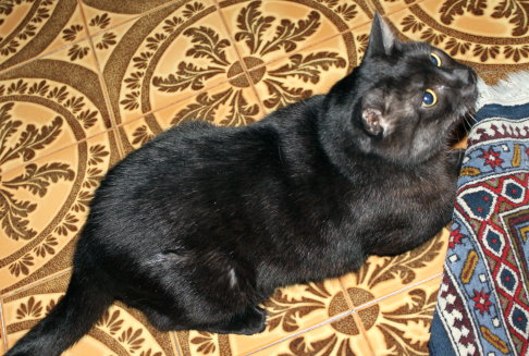 Picture of a cat / kitten / feline