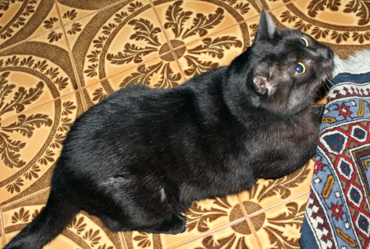 Picture of a cat / kitten / feline