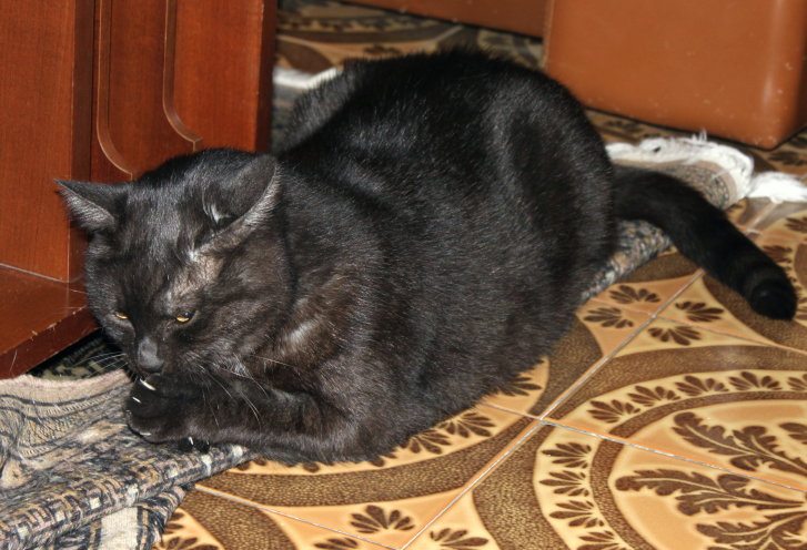 Picture of a cat / kitten / feline