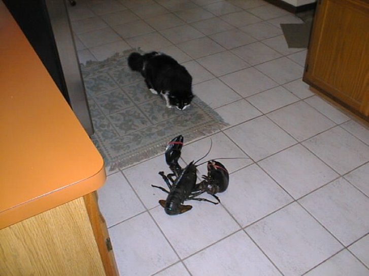 Picture of a cat / kitten / feline