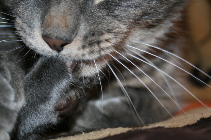 Picture of a cat / kitten / feline