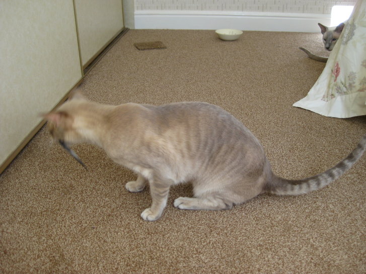 Picture of a cat / kitten / feline