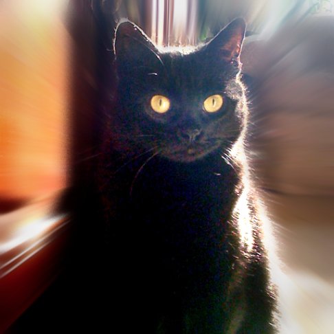 Picture of a cat / kitten / feline