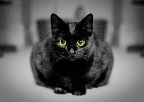 Picture of a cat / kitten / feline