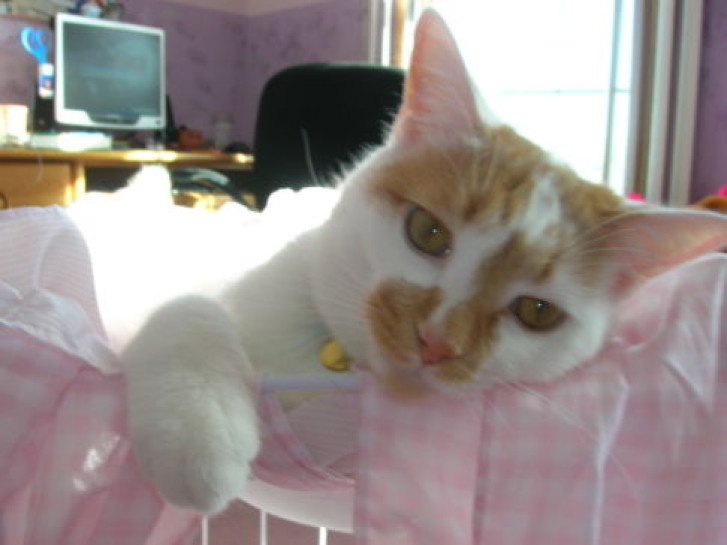 Picture of a cat / kitten / feline