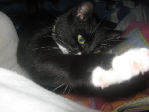 Picture of a cat / kitten / feline