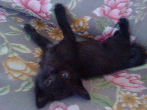 Picture of a cat / kitten / feline